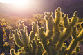 Cactii